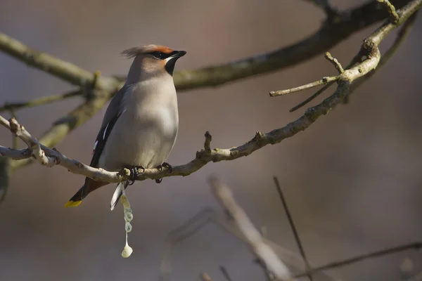 Brkoslav pták specie bombycilla garrulus migrace ve Francii na větvi — Stock fotografie