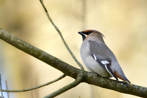 Bohemian Waxwing bird specie Bombycilla garrulus in migration in France on branch — Stock Photo, Image