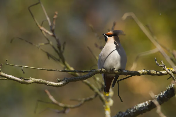 Brkoslav pták specie bombycilla garrulus migrace ve Francii na větvi — Stock fotografie