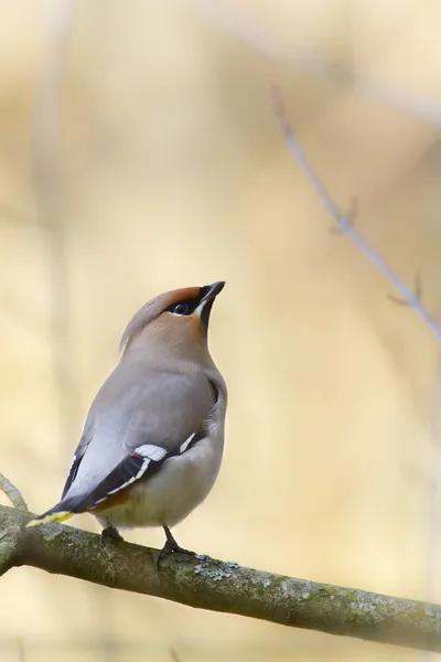 Specie di uccelli cerali boemi Bombycilla garrulus in migrazione in Francia su ramo — Foto Stock