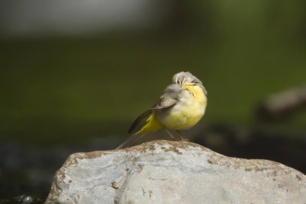 Bachstelze Flussvogel Motacilla cinerea in Frankreich — Stockfoto