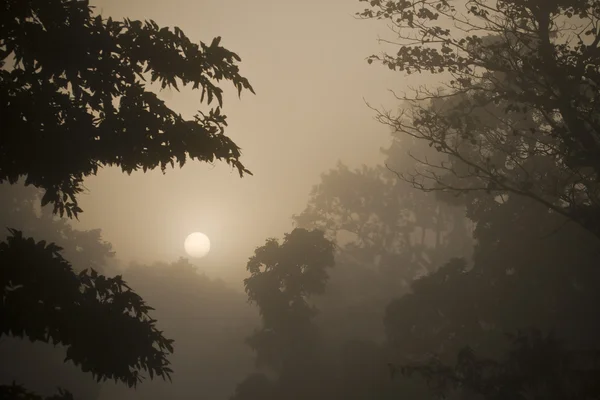 Sunrise of sun in the mist of the Nepalese jungle, Teraï, west part Nepal — Zdjęcie stockowe