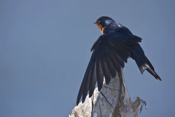 Close-up of Pacific swallow bird isolated in blue background, South of Thailand — Stock Photo, Image