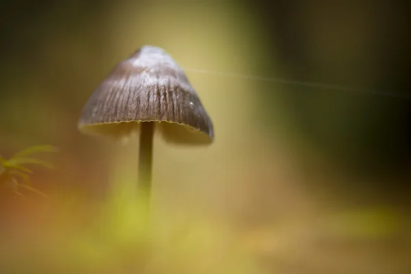 Mycena paddestoel in bos herfst sfeer, vosges, Frankrijk — Stockfoto