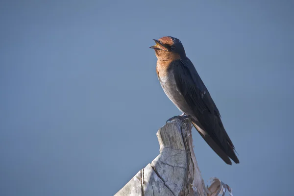 Close-up van pacific swallow vogels geïsoleerd in blauwe hemel — Stockfoto