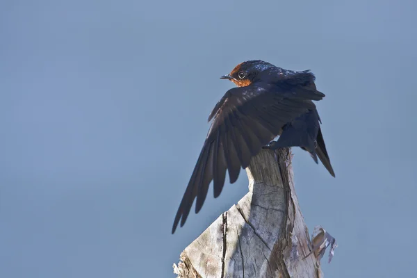 Gros plan de l'oiseau hirondelle du Pacifique isolé dans le ciel bleu — Photo