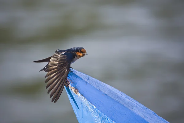 Gros plan de l'oiseau hirondelle du Pacifique isolé dans le ciel bleu — Photo