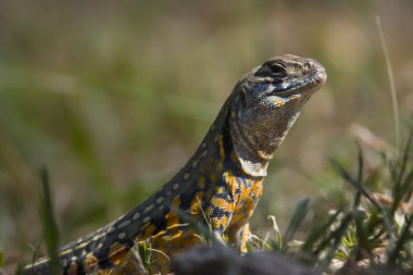 Close-up of Asian lizard taking sun clipart