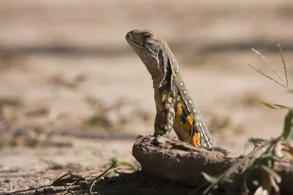 Szczelnie-do góry Azji lizard biorąc sun — Zdjęcie stockowe