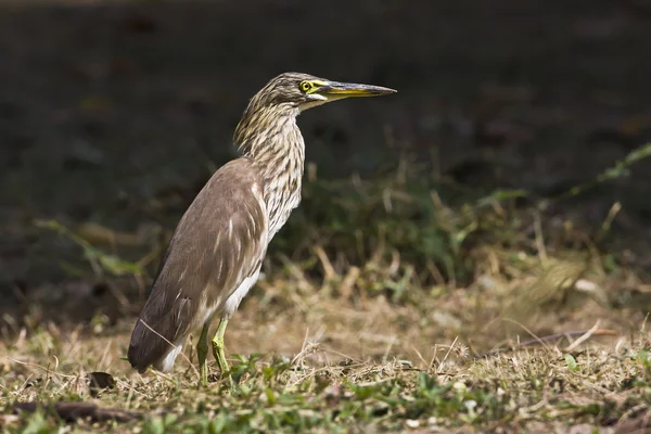 Close-up of Indian pond heron,specie Ardeola bacchus, Kho Adang, Thailand Stock Photo