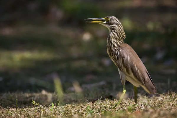 Close-up of Indian pond heron,specie Ardeola bacchus, Kho Adang, Thailand Stock Image