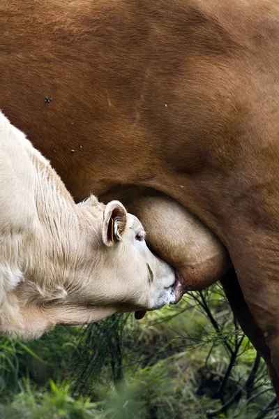 Melk kalf zuigen de uier koe — Stockfoto