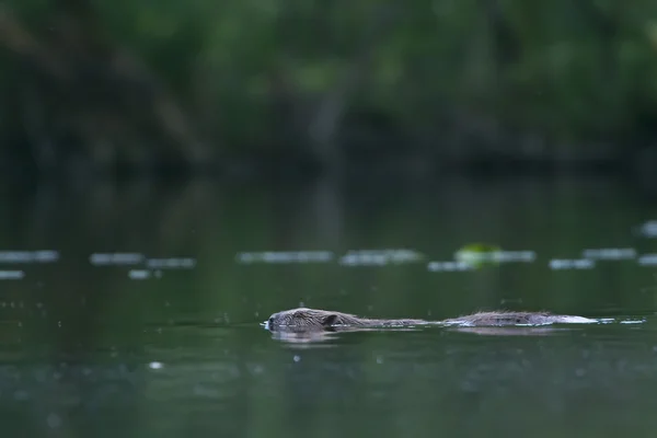Beaver swimming in a lake in the twilight — Stock Photo, Image