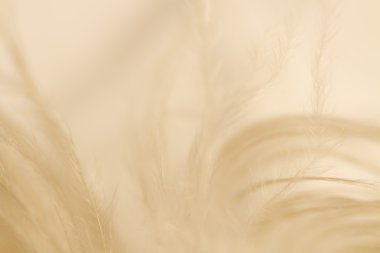 Tüy 's aşağı hafiflik etkisi