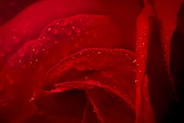 Detail of rose flower with dew — Stock Photo, Image
