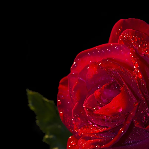 Red rose flower with dew in black background, — Stock Photo, Image