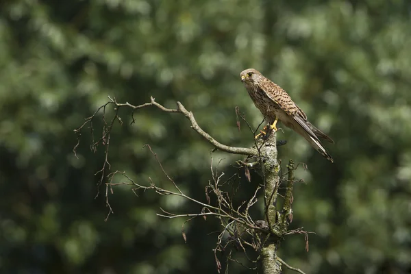 Cestrello roccioso (Falco tinnunculus) appollaiato su ramo secco, Francia — Foto Stock