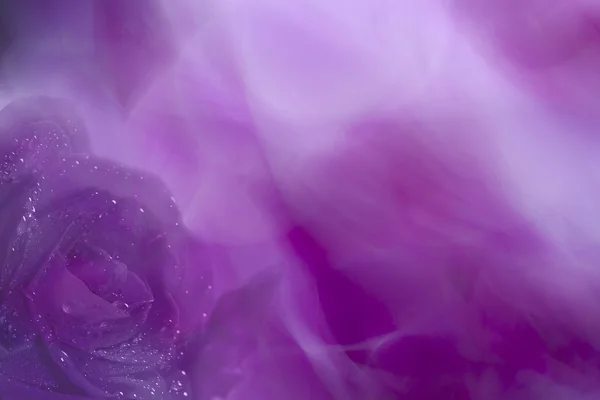 Absztrakt lila és rózsaszín háttér Rózsa virág — Stock Fotó