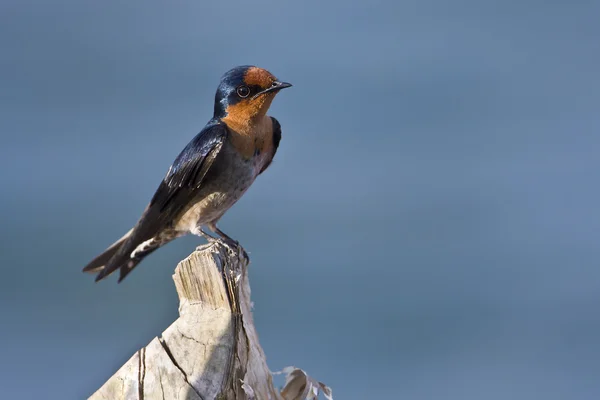 Close-up of Pacific swallow bird isolated in blue sky — Stock Photo, Image