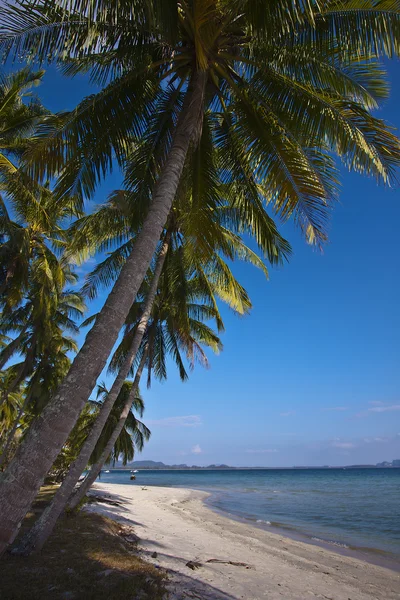 Coconut tree on white sand beach in Thailand — Stock Photo, Image