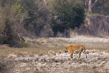 vahşi Kaplan nakit panthera tigris, Nepal'de kadın