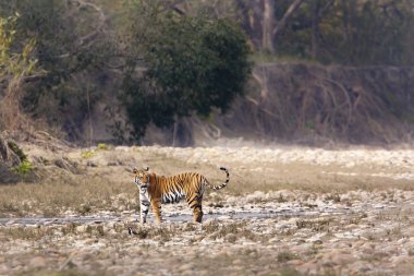 vahşi Kaplan nakit panthera tigris, Nepal'de kadın