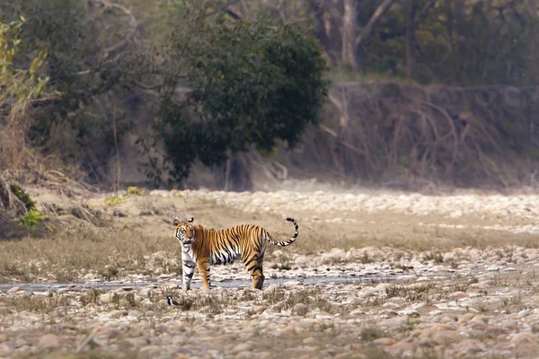 Tigre salvaje especie Panthera tigris, hembra, en Nepal —  Fotos de Stock
