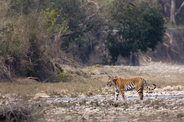 Tigre salvaje especie Panthera tigris, hembra, en Nepal —  Fotos de Stock