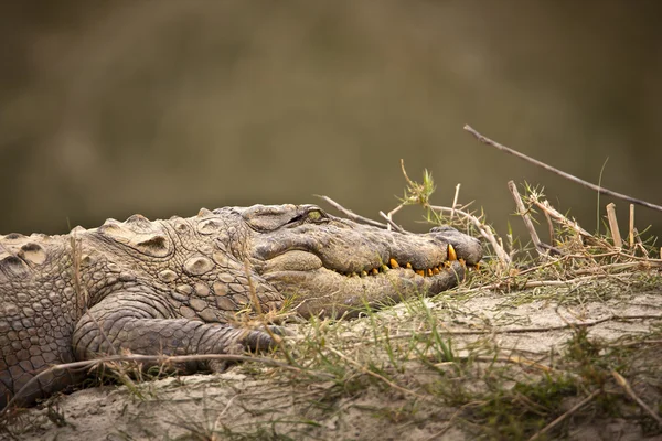 Assaltante crocodilo retrato espécie crocodilus palustris, Parque Nacional de bardia, nepal — Fotografia de Stock