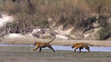 riverside Nepal çalışan iki genç vahşi kaplanlar