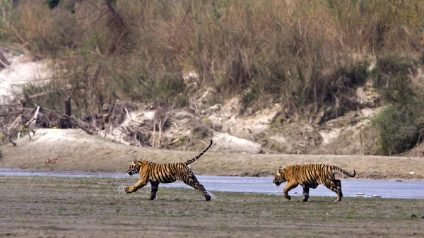 Dois jovens tigres selvagens correndo na ribeira no Nepal — Fotografia de Stock