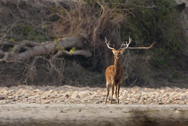 Bagno męskiego gatunku jelenie cervus duvaucelii w riverside — Zdjęcie stockowe