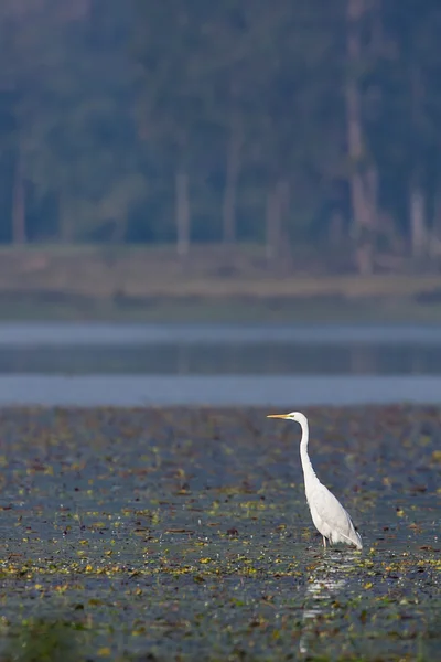 멋진 백로 정화 Ardea 알바 midle 호수, 수직 크기에 — 스톡 사진