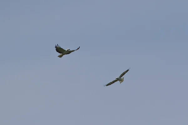 Fight of buzzards birds during flight — Stock Photo, Image