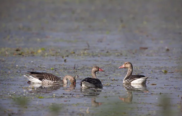 Three greylag goose bird swimming in lake — Stock Photo, Image