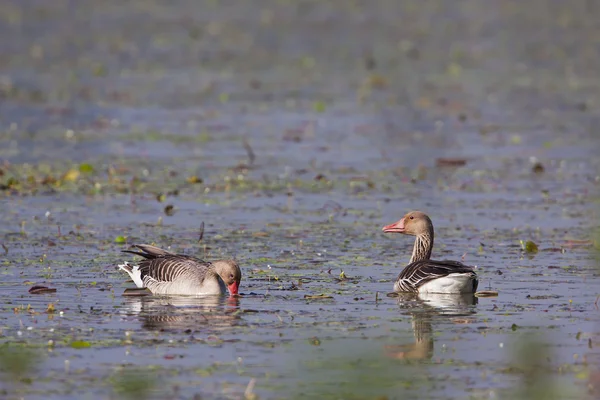 Δύο greylag χήνα πουλί, κολύμπι στη λίμνη — Φωτογραφία Αρχείου