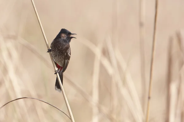 Κόκκινα-εξαεριζόμενα bulbul πουλί specie pycnonotus Τζαφέρ benghalensis — Φωτογραφία Αρχείου