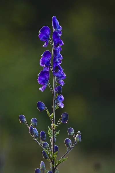 Eisenhut-Blume aconitum napellus, Frankreich — Stockfoto