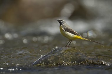 Sarı kuyruksallayan kuş nakit motacilla cinerea