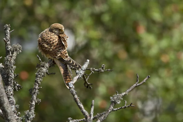 Wspólne Pustułka jastrząb gatunku falco tinnunculus — Zdjęcie stockowe