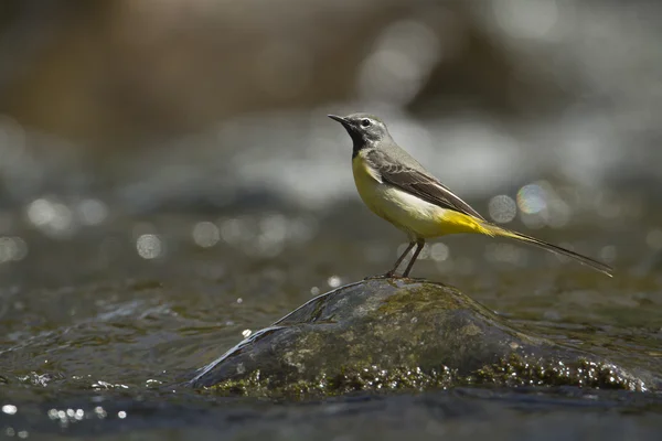 Sárga billegető madár specie Motacilla cinerea — Stock Fotó