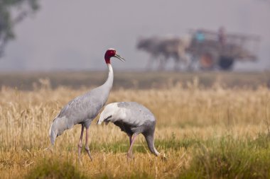 Couple of Sarus Crane bird in Teraï , Nepal