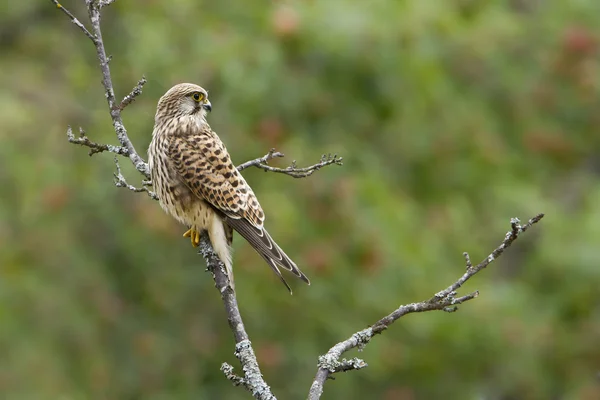 Common kestrel hawk specie Falco tinnunculus — Stock Photo, Image