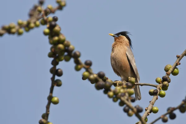 Brahminy Starling 새 과일 나무에 자리 잡고 — 스톡 사진