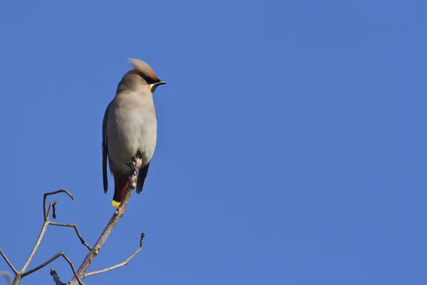 Bohemian Waxwing bird isolated in blue sky — Stock Photo, Image