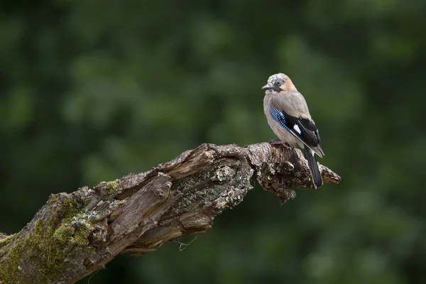Evropské jay pták seděl v uschlého stromu — Stock fotografie
