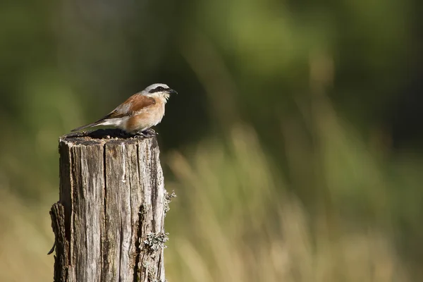 Red-backed shrike bird male — Stock Photo, Image