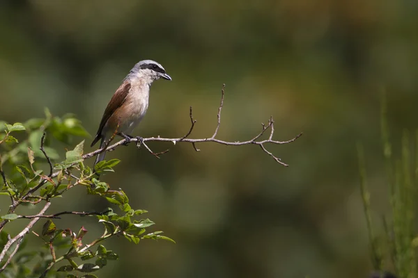 Pájaro chillón con respaldo rojo macho — Foto de Stock