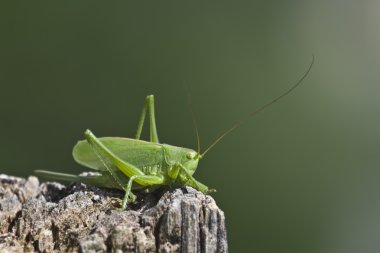 büyük yeşil çalı-kriket nakit tettigonia viridissima, Fransa