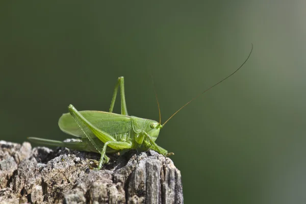 Büyük yeşil çalı-kriket nakit tettigonia viridissima, Fransa — Stok fotoğraf